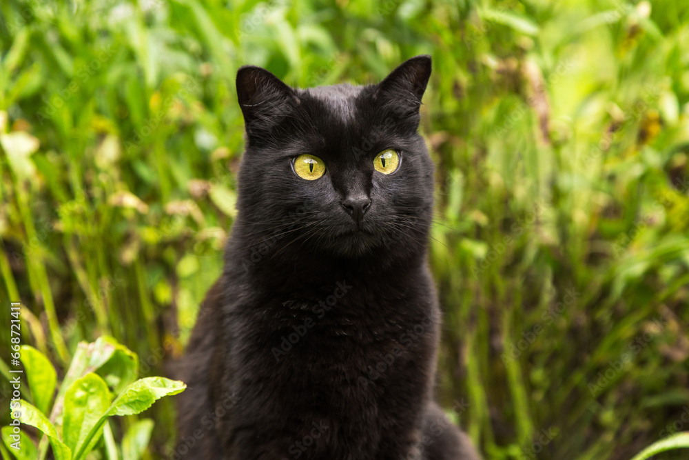 Bombay black cute cat portrait close up in grass garden in nature