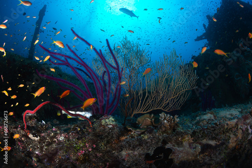Fototapeta Naklejka Na Ścianę i Meble -  Small fish swimming in front of coral