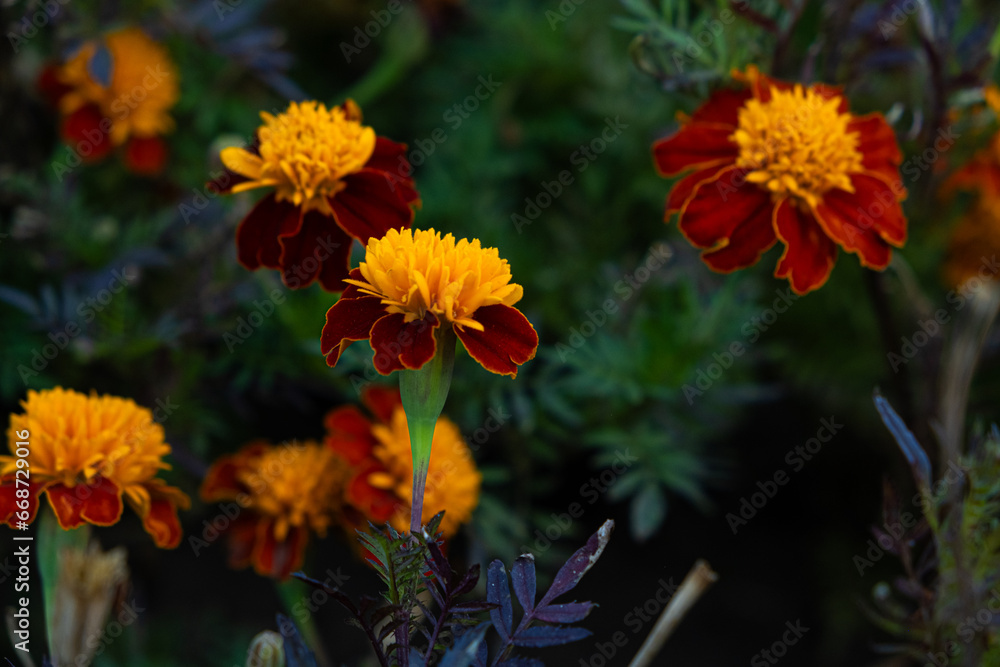 Marigolds are orange and yellow autumn flowers of the Asteraceae family, Tagetes patula. Marigolds are orange and yellow autumn flowers of the Asteraceae family, Tagetes patula.