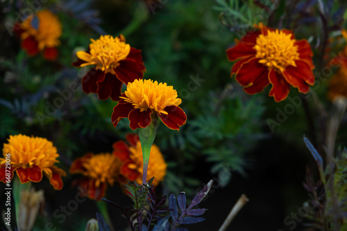 Marigolds are orange and yellow autumn flowers of the Asteraceae family  Tagetes patula.