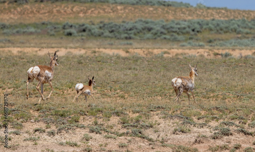 Pronghorn Antelope Doe and Fawn in the Wyoming Desert
