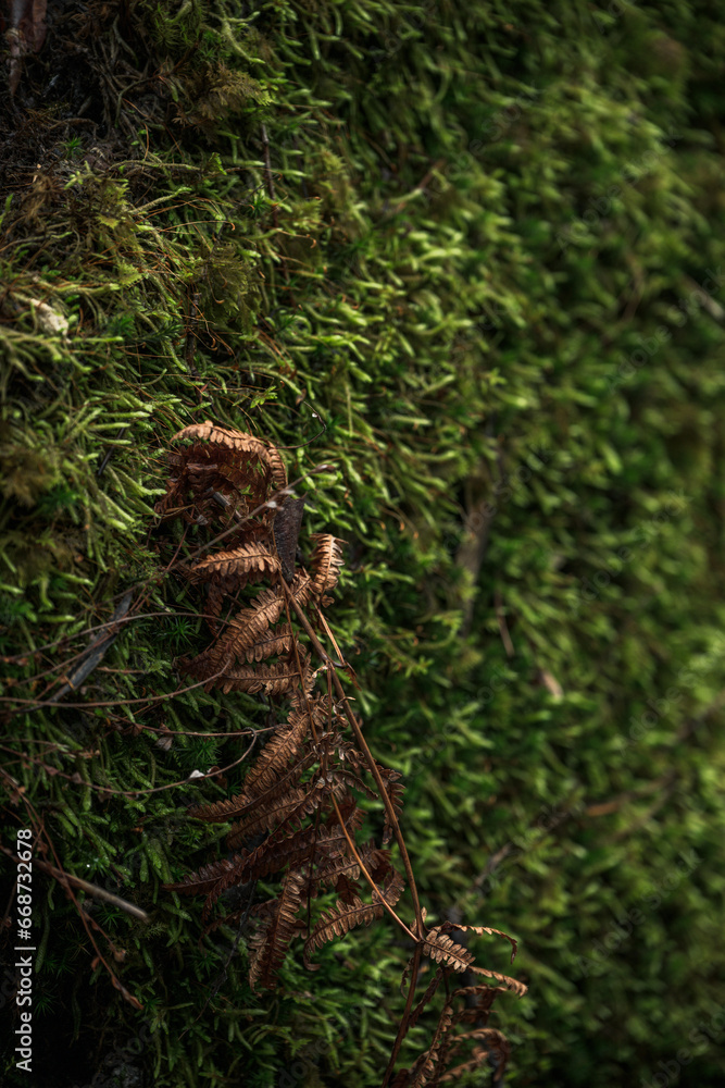 Dry fern leaf on green moss