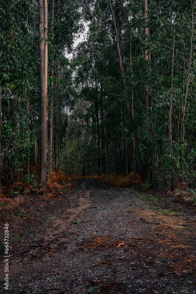 Obraz premium Moody trail in a eucalyptus forest