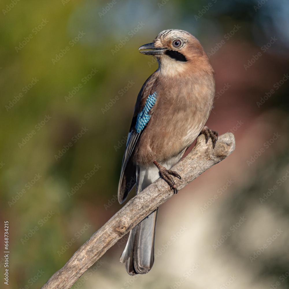 Sojka obecná, Garrulus glandarius, Eurasian jay Sojka obecná, Garrulus glandarius, Eurasian jay