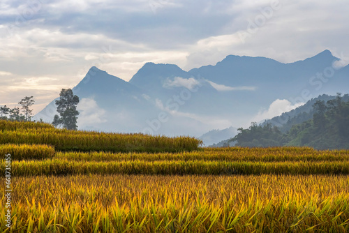 Aerial view of rice field or rice terraces , Sapa, Vietnam. Suoi Thau village photo