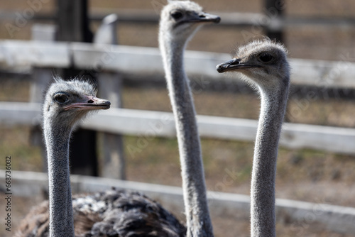 Each ostrich's visage is a study in unique character, with large, soulful eyes that seem to reflect the world around them. Their long, graceful necks complement the angular features of their beaks. photo