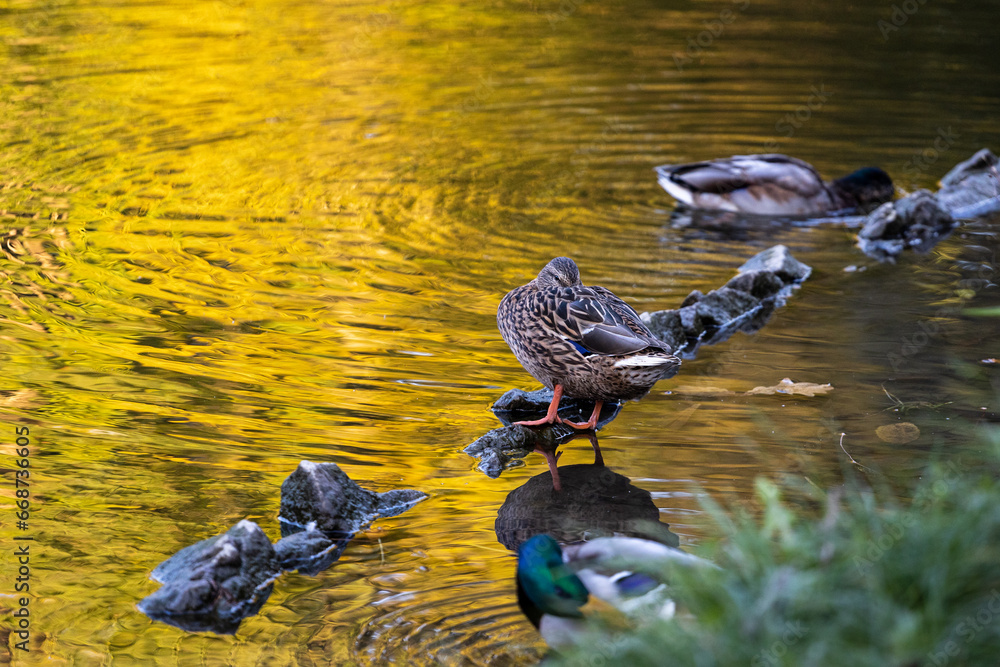 Ducks sleep, clean their feathers, eat algae. Ducks are beautifully
