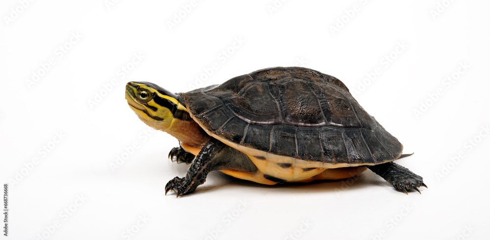 Amboina box turtle // Amboina-Scharnierschildkröte (Cuora amboinensis) Amboina box turtle // Amboina-Scharnierschildkröte (Cuora amboinensis)