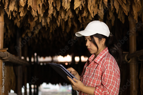 Farmer utilize the core data network in the Internet from the tablet to validate,test,and looks and controls dry tobacco leaf hanging in the dryer or barn. Young agriculturist and tobacco farming.