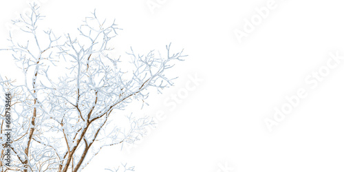  Close up branches of a tree in winter