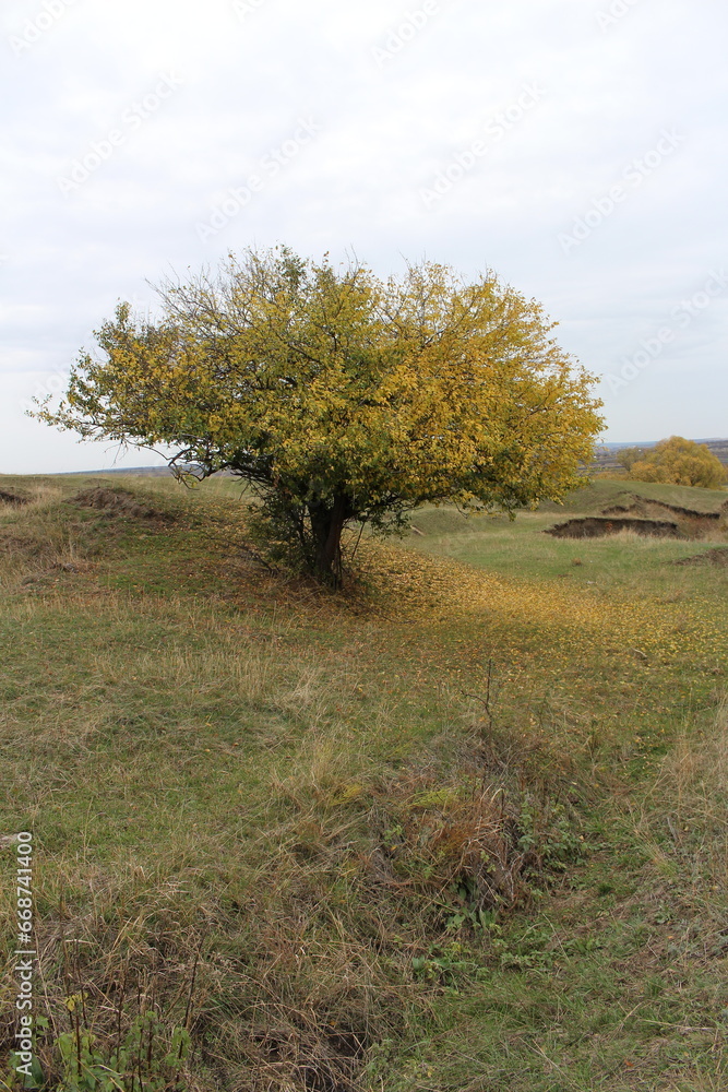 Fototapeta premium A tree in a field