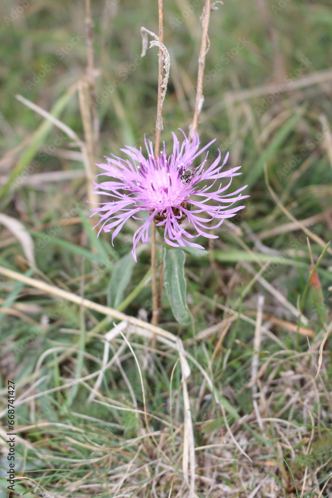 A purple flower in a field A purple flower in a field