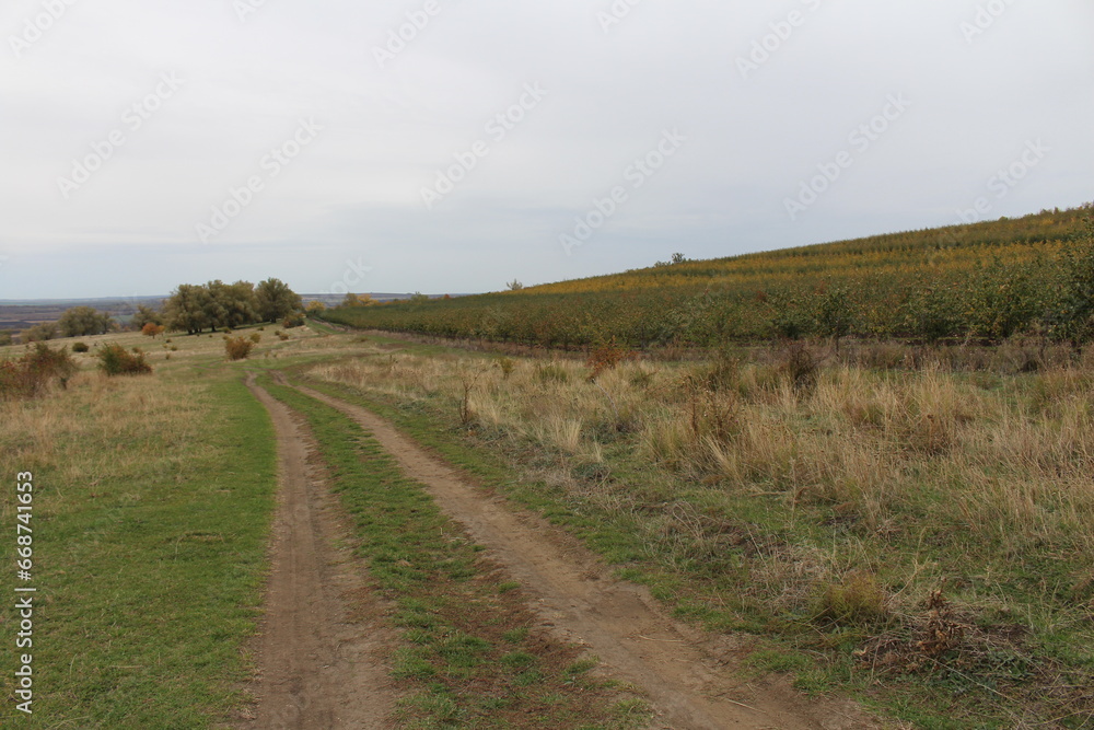 A dirt road with grass and bushes on either side of it