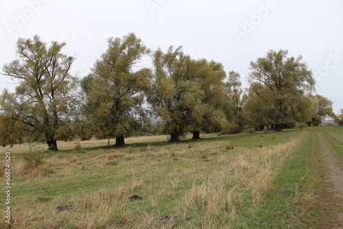 A group of trees in a field © parpalac
