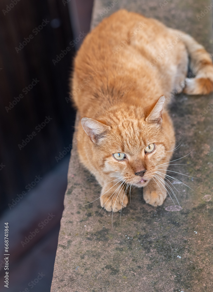 a brown striped cat with view from above a brown striped cat with view from above