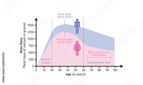 Bone Mass Curve in Male and Female Concept Design. Vector Illustration.