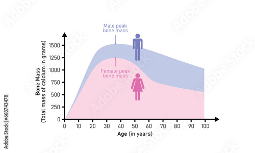 Bone Mass Curve in Male and Female Concept Design. Vector Illustration.