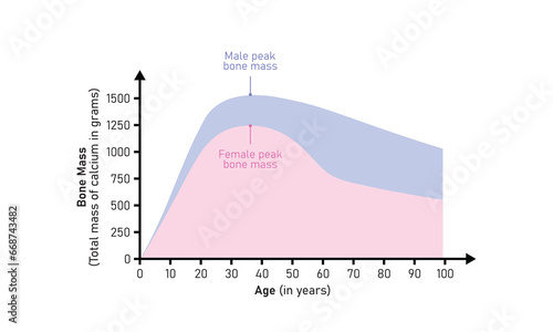 Bone Mass Curve in Male and Female Concept Design. Vector Illustration.