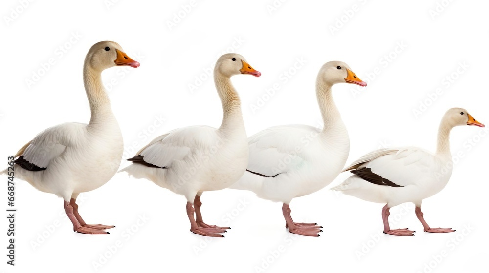 white goose Anser anser domesticus white goose Anser anser domesticus
