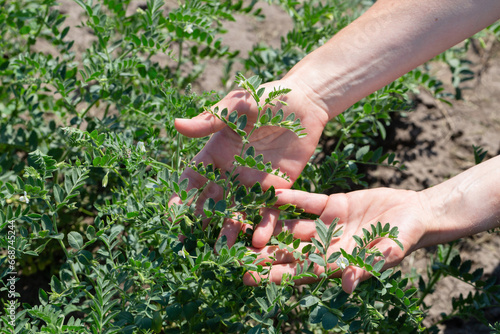 Woman shows chickpeas in close up. Chickpea are growing on the field