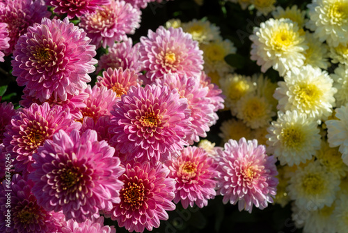 mostly pink and some yellow Chrysanthemums in the sun