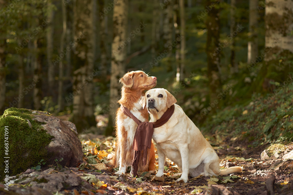 Labrador retriever and Nova Scotia Duck Tolling Retriever Dogs Sitting on a Forest Path, Adorned with Scarves, Displaying Bond and Friendship Amidst Autumn Foliage Labrador retriever and Nova Scotia Duck Tolling Retriever Dogs Sitting on a Forest Path, Adorned with Scarves, Displaying Bond and Friendship Amidst Autumn Foliage