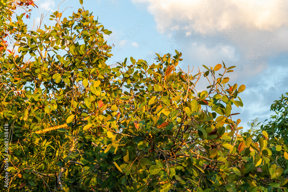 Sunrise and golden hour views of the trees in the Mayakoba nature preserve in the Riviera Maya, Quintana Roo section of Mexico