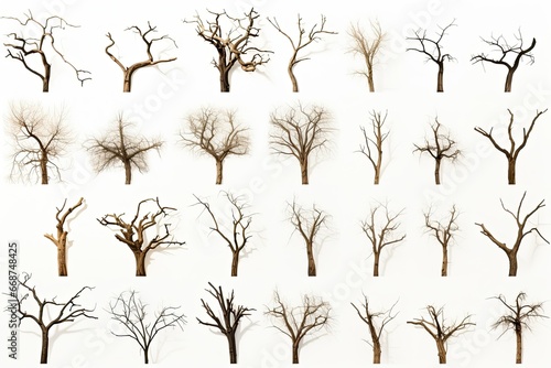 set of silhouettes of dry trees isolate on whitw background