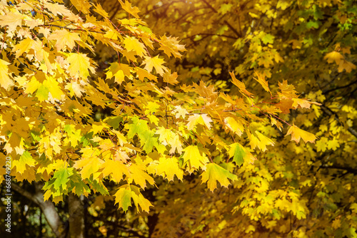 Autumn background-yellow maple leaves in the city Park 