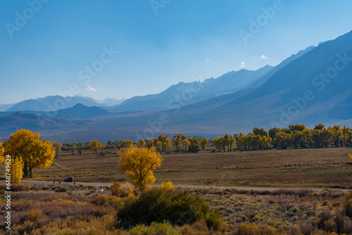 Large Cottonwoods and poplar tree in round valley, outside of bishop, california, at the foothills of the Sierra Nevada Mountains, turn their yellow autumn leaf colors. photo