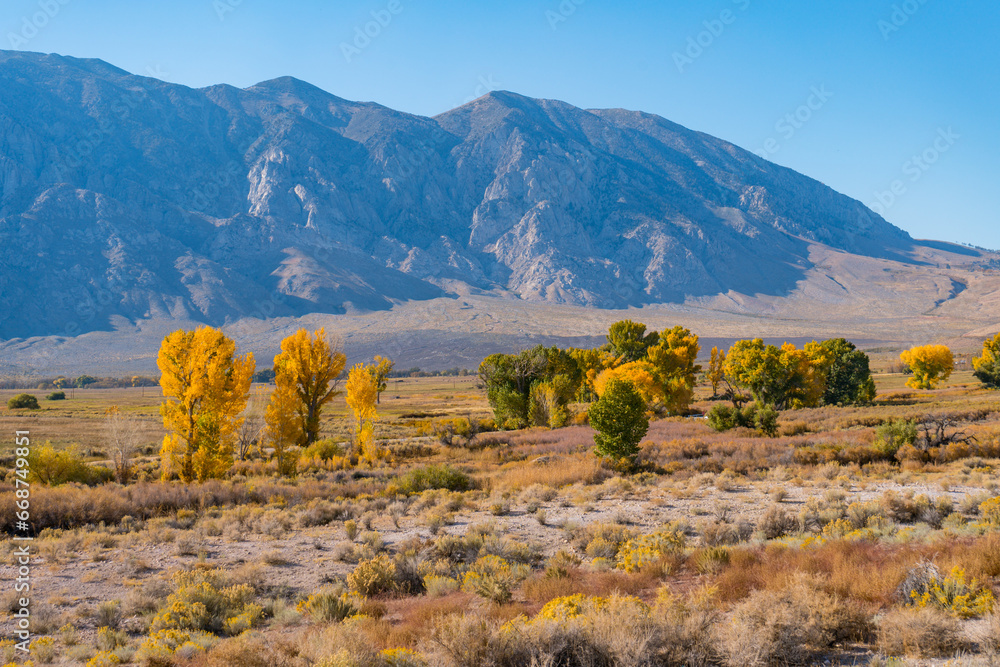 Large Cottonwoods and poplar tree in round valley, outside of bishop, california, at the foothills of the Sierra Nevada Mountains, turn their yellow autumn leaf colors.