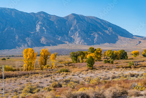 Large Cottonwoods and poplar tree in round valley, outside of bishop, california, at the foothills of the Sierra Nevada Mountains, turn their yellow autumn leaf colors.