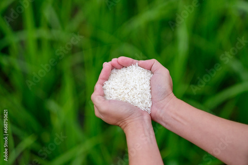 Rice in the hands of a farmer with green rice plants in the background. Agricultural products. human food, close-up of female hands with white rice