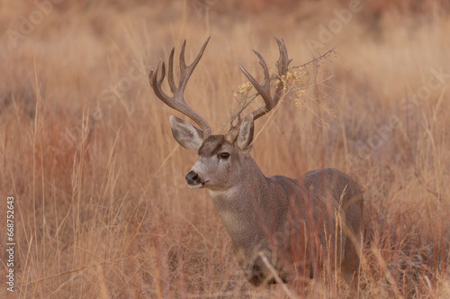 Mule Deer Buck in Autumn in Colorado