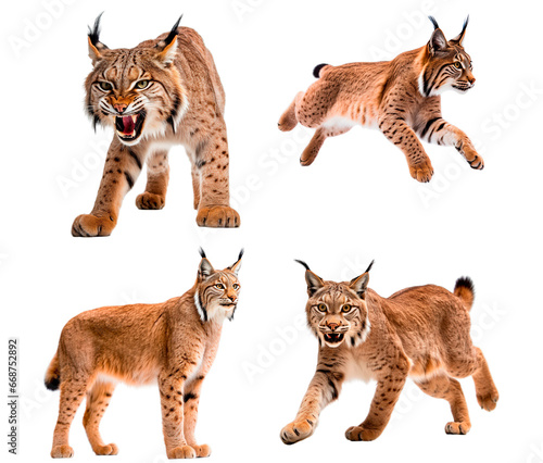 Set of Lynx (Agresive, Jumping, Standing, Running)
