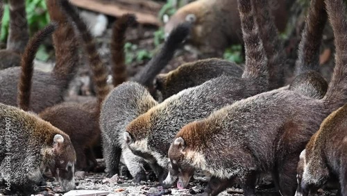 A pack of coatis (nasua) feeding. photo
