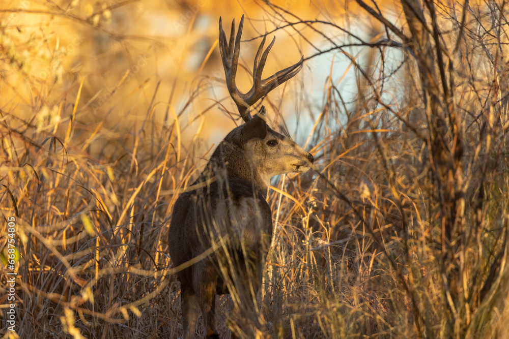 Mule Deer Buck in Colorado in Autumn Mule Deer Buck in Colorado in Autumn