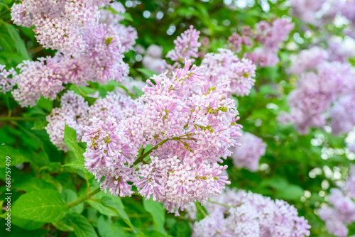 Blooming spring flowers. Beautiful flowering flowers of lilac tree. Spring concept. The branches of lilac on a tree in a garden. © Evgeniy