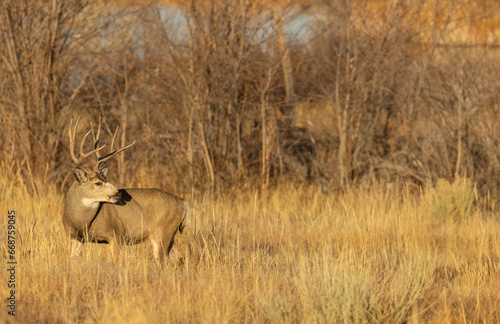 Mule Deer Buck in Colorado in Autumn