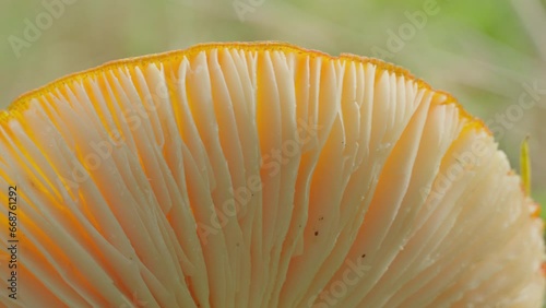 Close-up of a mushroom’s underside revealing intricate gills in a fall forest. Pan shot.