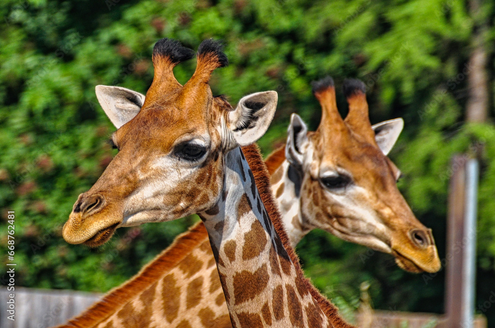 Naklejka premium Close-up of a giraffe head