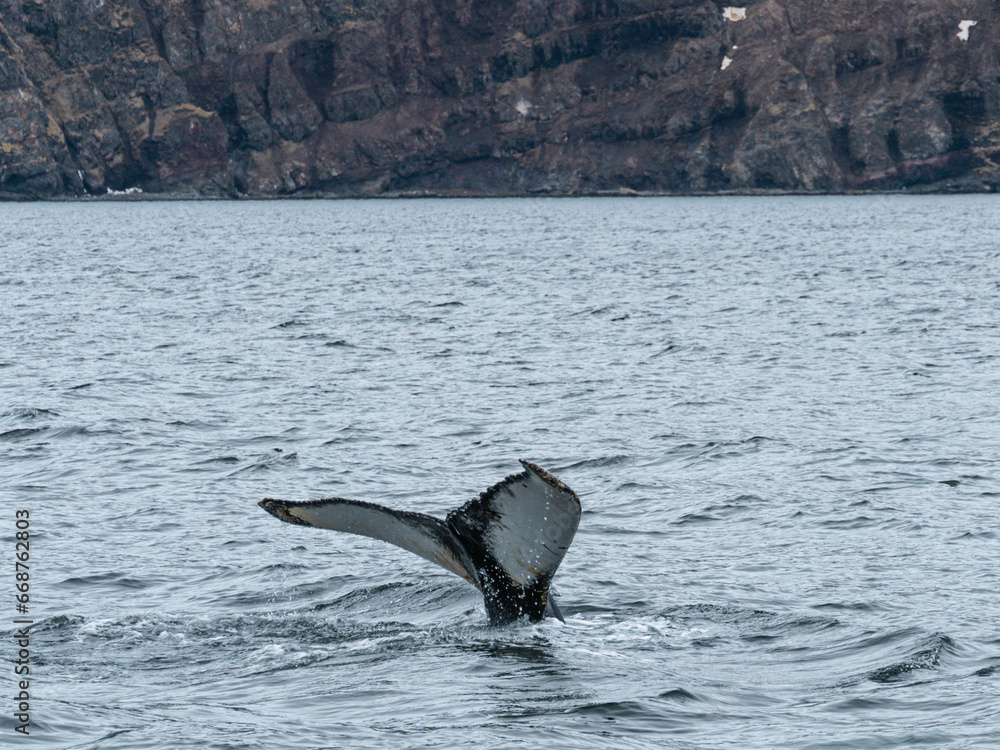 Obraz premium humpback tail