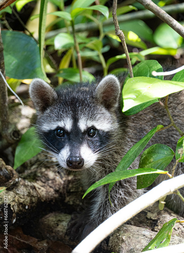 Fototapeta Naklejka Na Ścianę i Meble -  raccoon baby