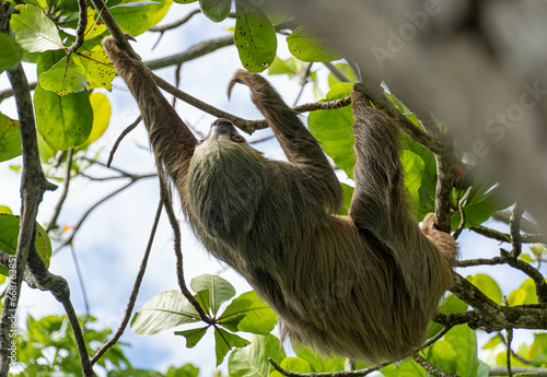 sloth in tree © Danny