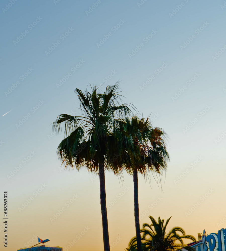 Obraz premium palms on sanary