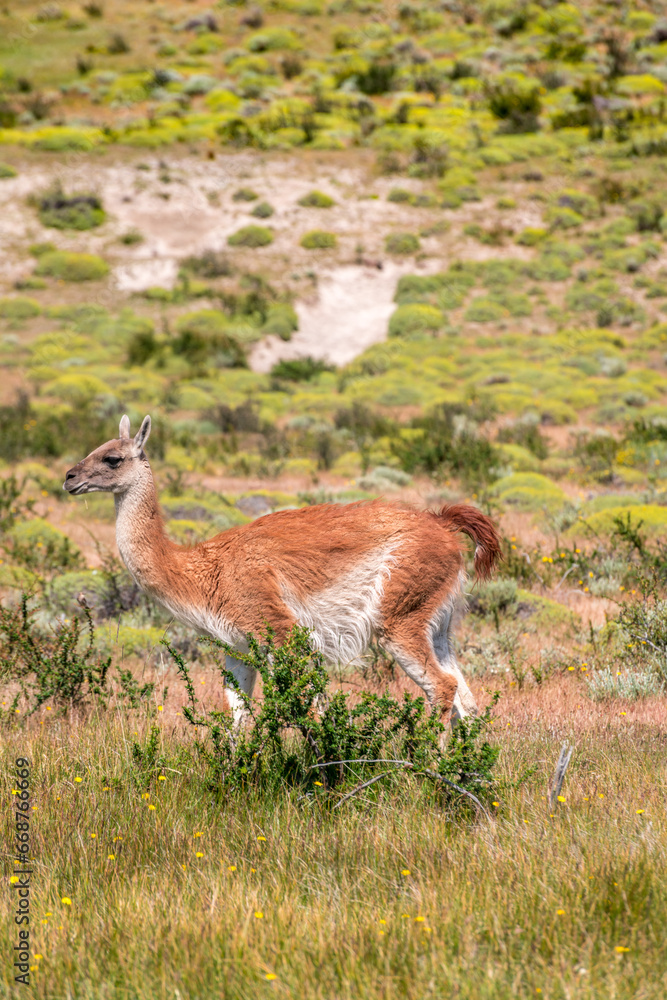 Alpacas in Torres del Paine National Park, in Chilean Patagonia Alpacas in Torres del Paine National Park, in Chilean Patagonia