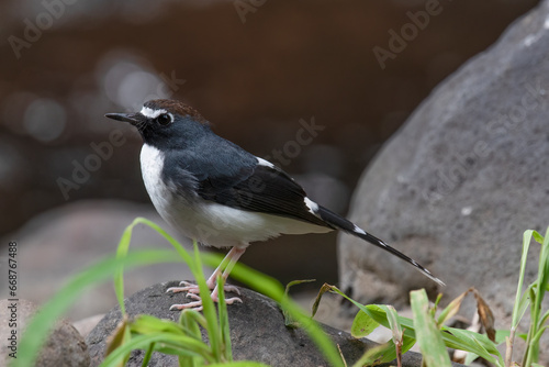 The Sundanese forktail bird is a type of water bird that usually lives in high mountain areas with cool climates. The photo depicts the Sundanese forktail bird looking for food in a rocky river.