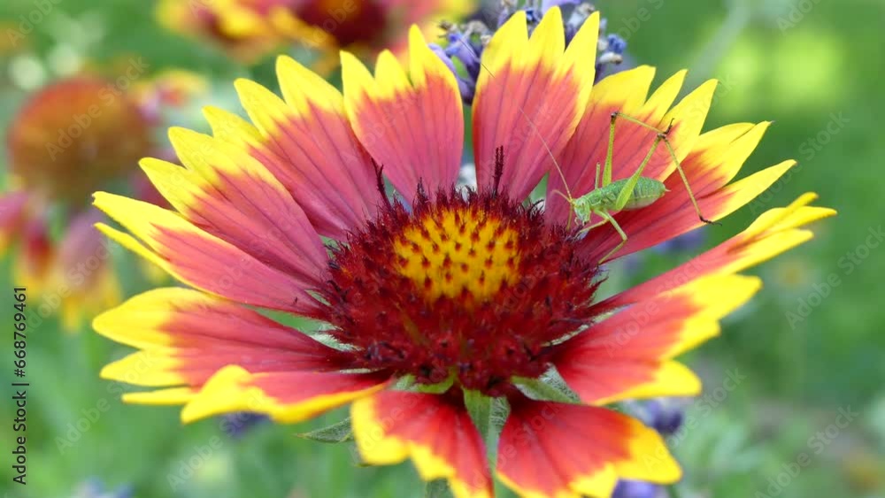 Nymph of green grasshopper Phaneroptera falcata, Sickle-bearing Bush-cricket on yellow and red Gaillardia, Blanket flower on summer day - real time, close up shot. Nymph of green grasshopper Phaneroptera falcata, Sickle-bearing Bush-cricket on yellow and red Gaillardia, Blanket flower on summer day - real time, close up shot.
