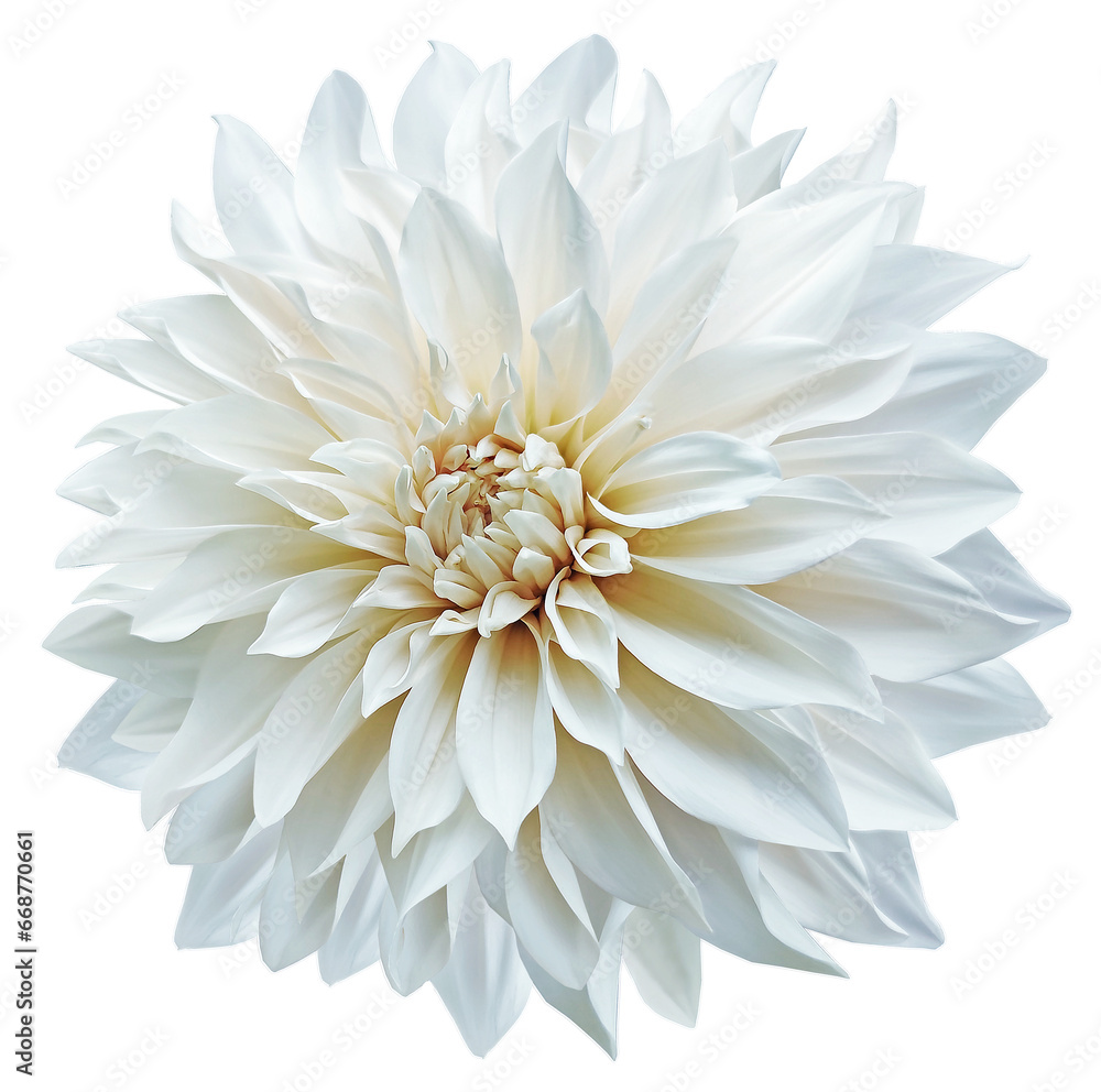White  dahlia. Flower on  isolated background with clipping path.  For design.  Transparent background.  Closeup.  Nature.