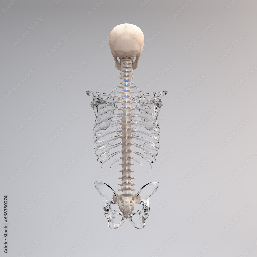Posterior view of spine and cranium with glass skeleton torso Posterior view of spine and cranium with glass skeleton torso